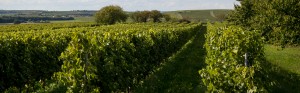 Appellation Grande Champagne