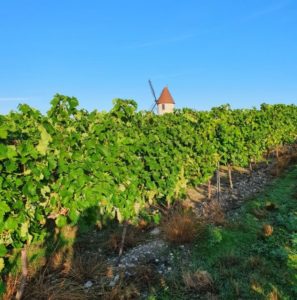 Vignes Maison Paul Beau