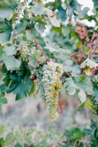 Grappe de raisin blanc sur pied de vigne, vignoble de la Grande Champagne à Segonzac