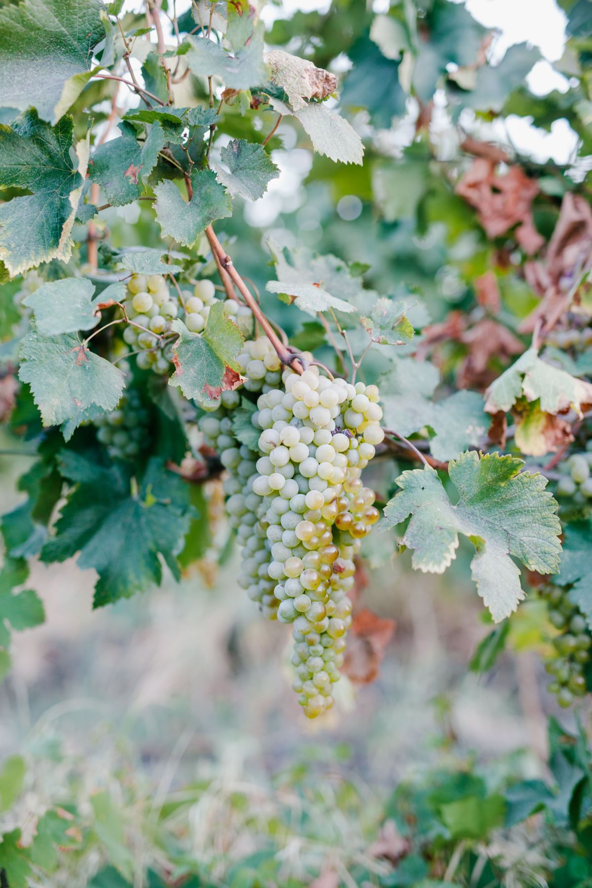 Grappe de raisin blanc en Grande Champagne
