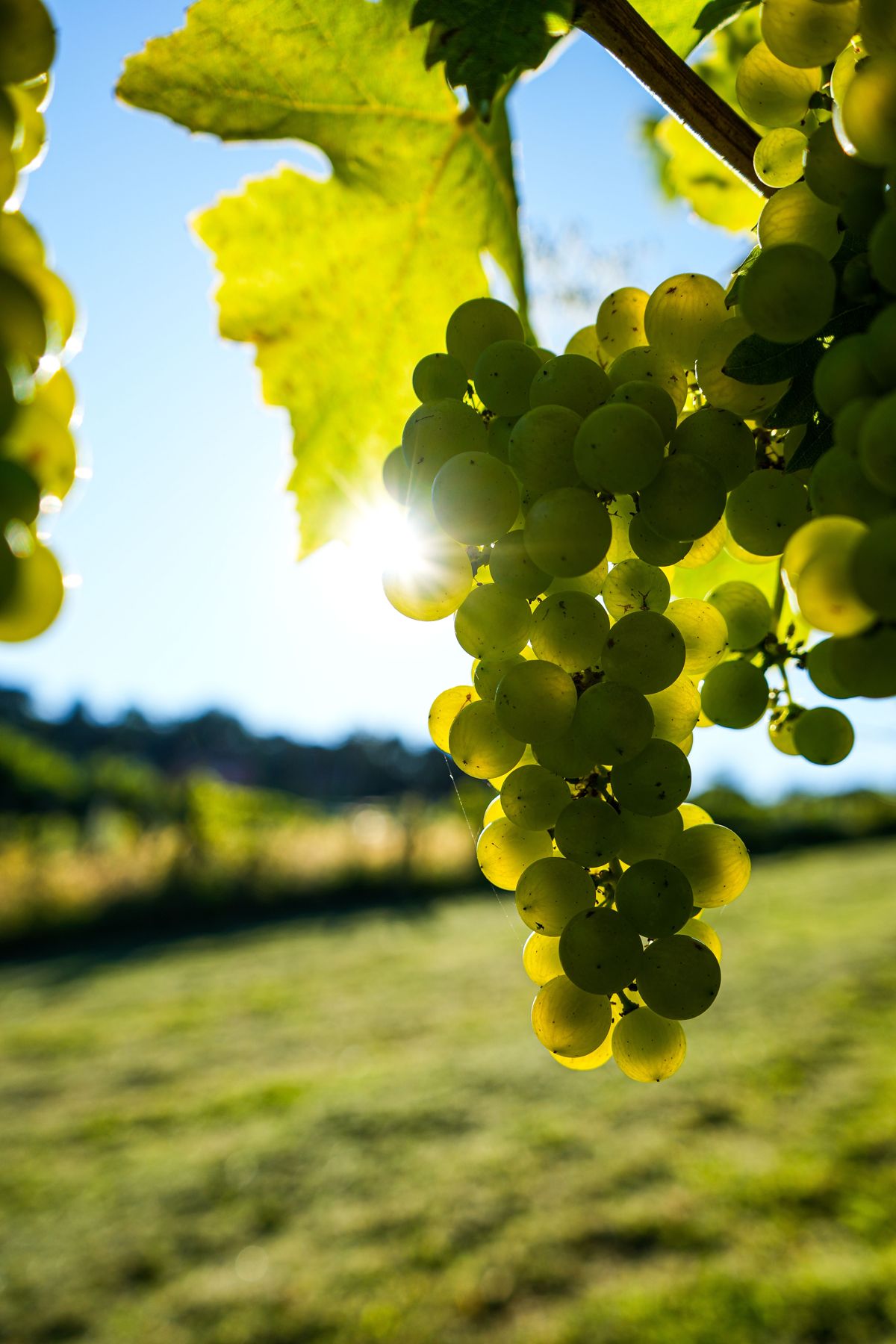 Vigne de la Grande Champagne au soleil