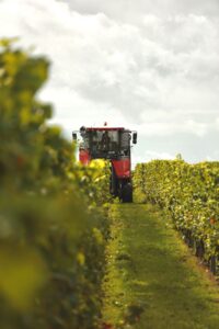 Machine à vendanger dans les vignes de la Grande Champagne, Segonzac
